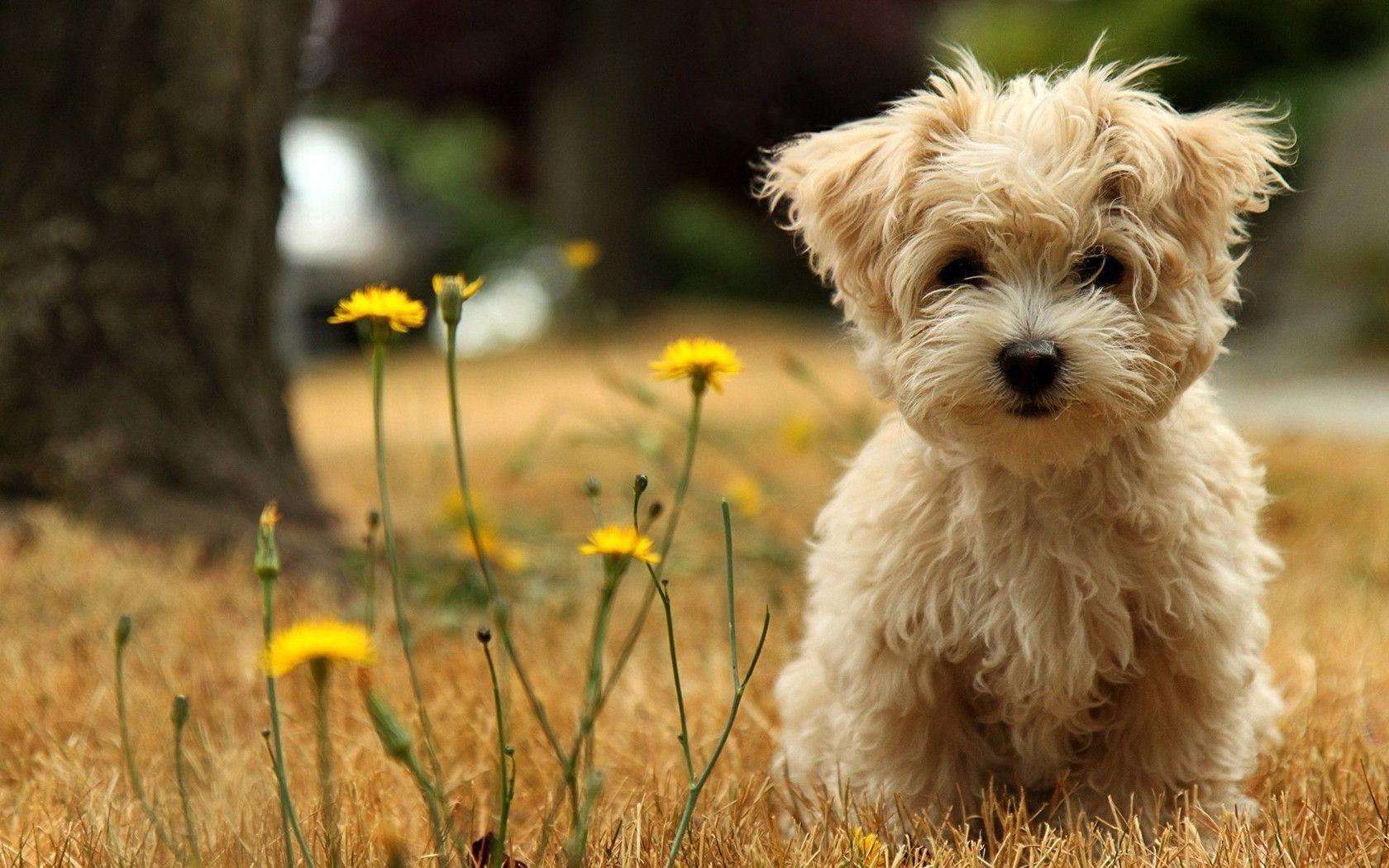 Detail Puppy Wallpaper Hd Nomer 9