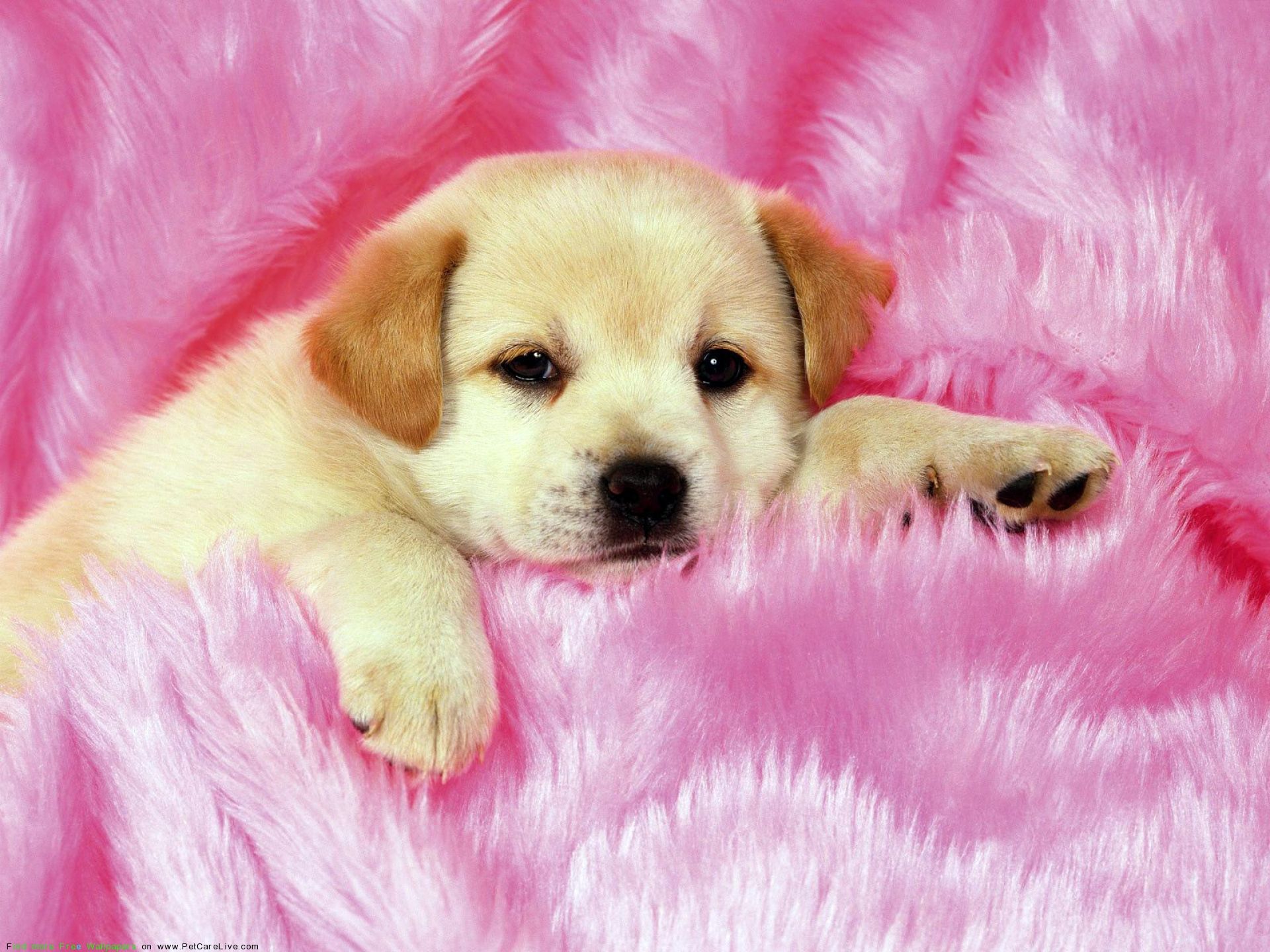 Detail Puppy Wallpaper Hd Nomer 10