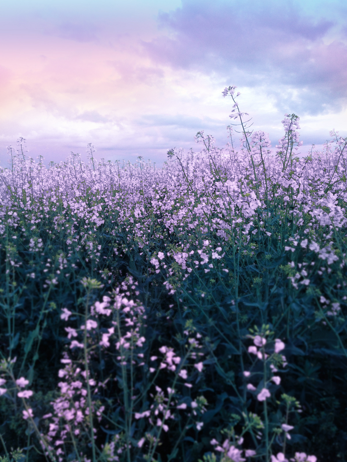 Purple Flower Tumblr - KibrisPDR