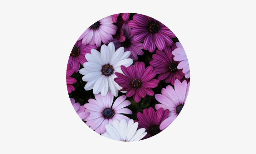 Detail Purple Flower Tumblr Nomer 37