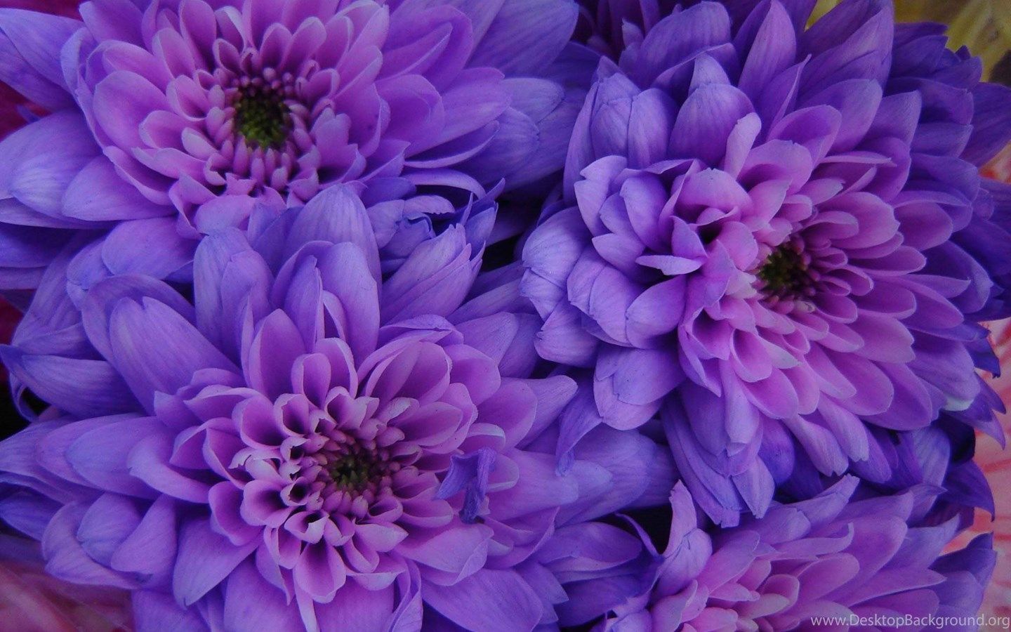 Detail Purple Flower Tumblr Nomer 46