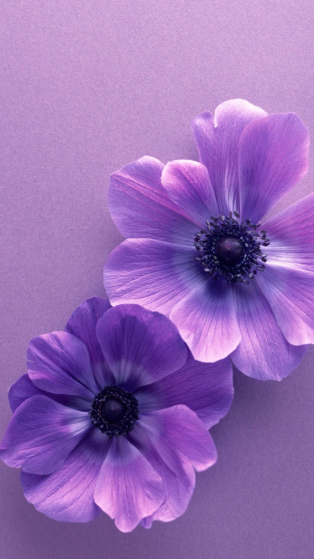 Detail Purple Flower Wallpaper Nomer 3