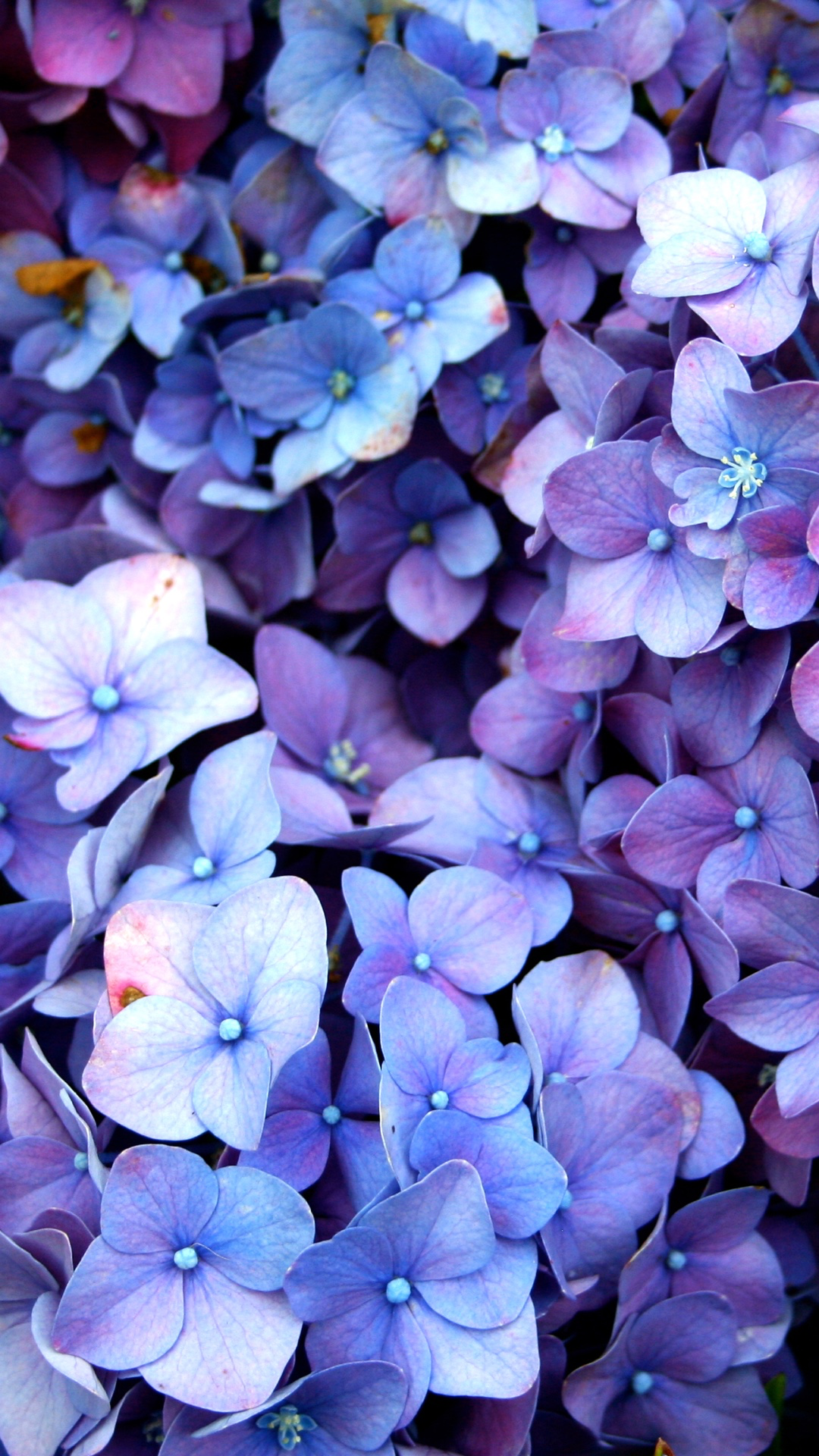 Detail Purple Flower Wallpaper Nomer 26