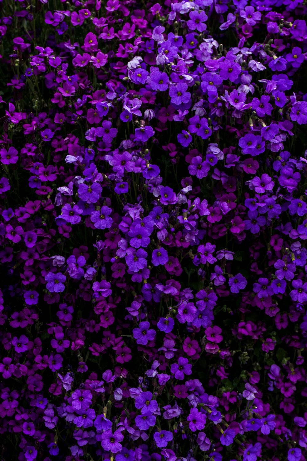 Detail Purple Flower Wallpaper Nomer 8