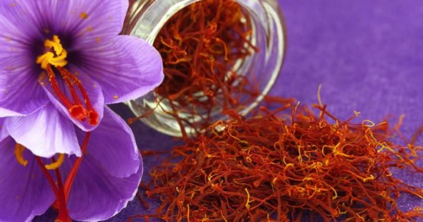 Detail Putik Bunga Saffron Nomer 16