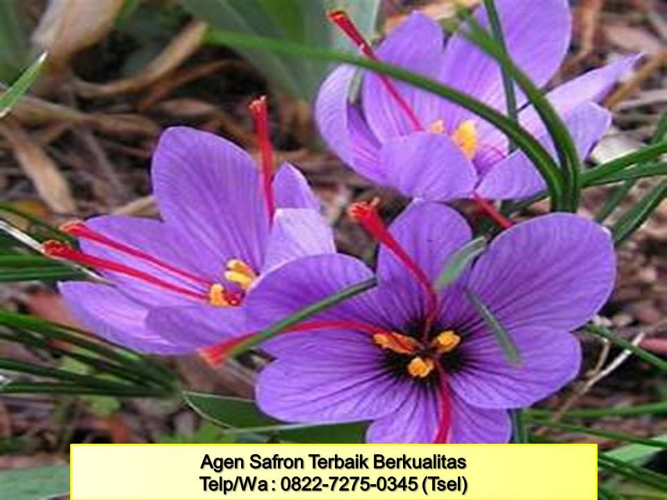 Detail Putik Bunga Saffron Nomer 20