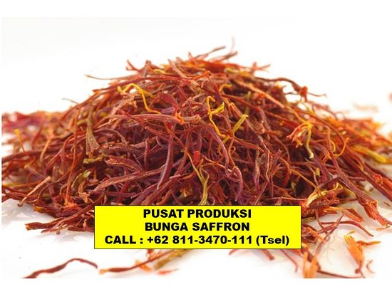 Detail Putik Bunga Saffron Nomer 23