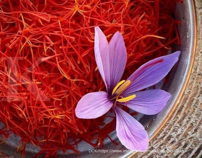 Detail Putik Bunga Saffron Nomer 4