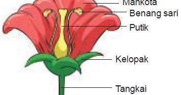 Detail Putik Dan Benang Sari Nomer 9