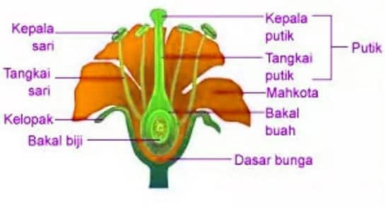 Detail Putik Dan Benang Sari Nomer 27