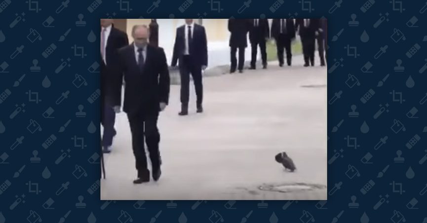 Detail Putin Obama Pigeon Nomer 5