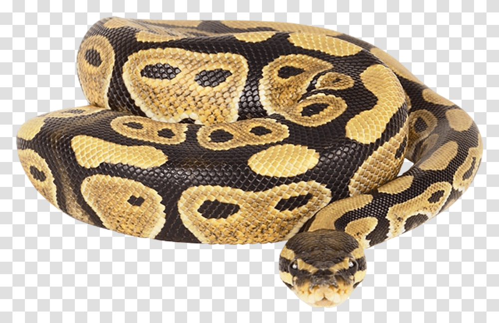 Detail Python Snake Png Nomer 11