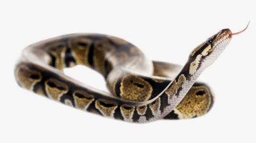 Detail Python Snake Png Nomer 18