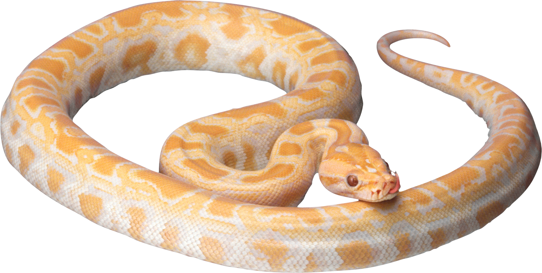 Detail Python Snake Png Nomer 20