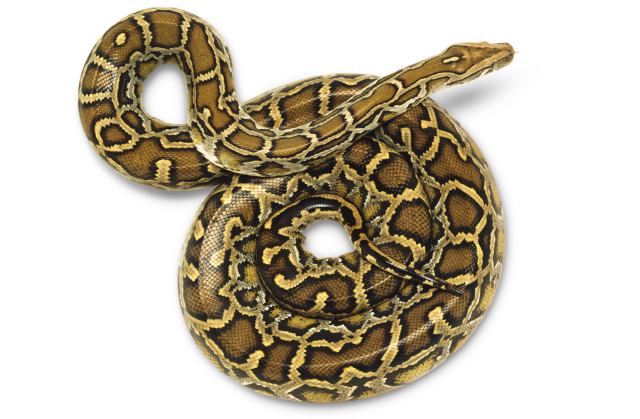 Detail Python Snake Png Nomer 21
