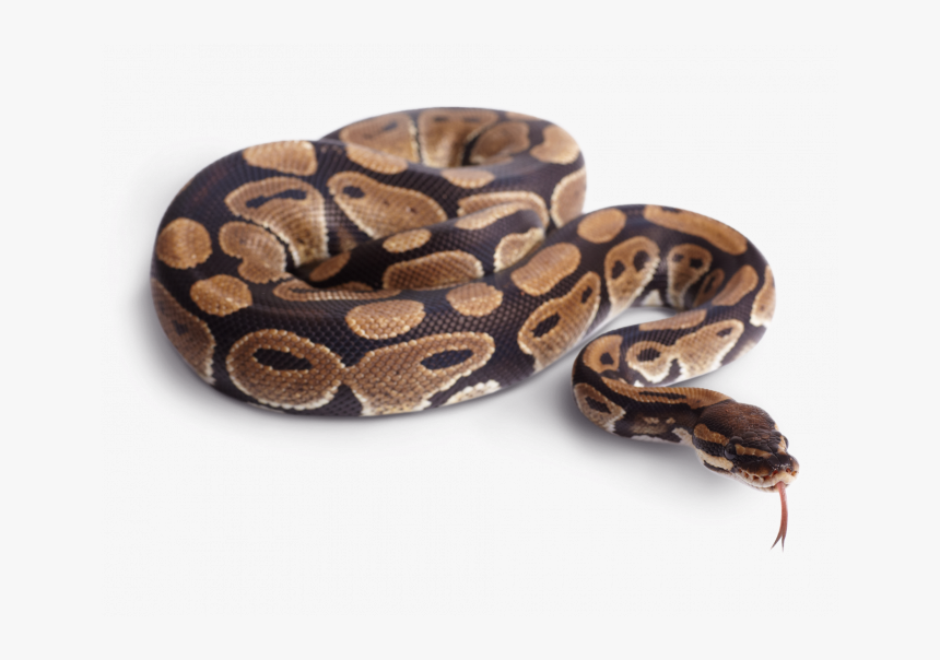 Detail Python Snake Png Nomer 31
