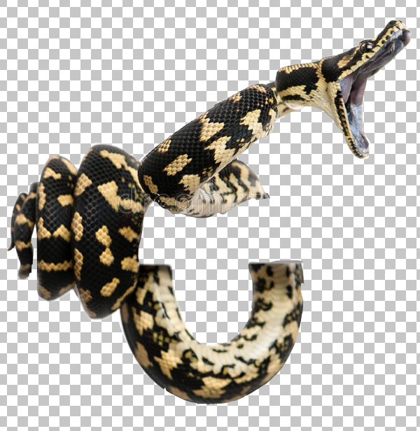 Detail Python Snake Png Nomer 36