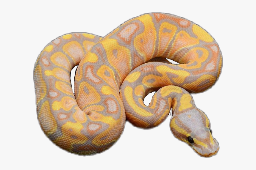 Detail Python Snake Png Nomer 40