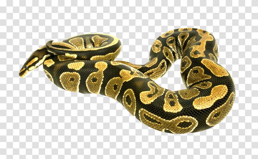 Detail Python Snake Png Nomer 44