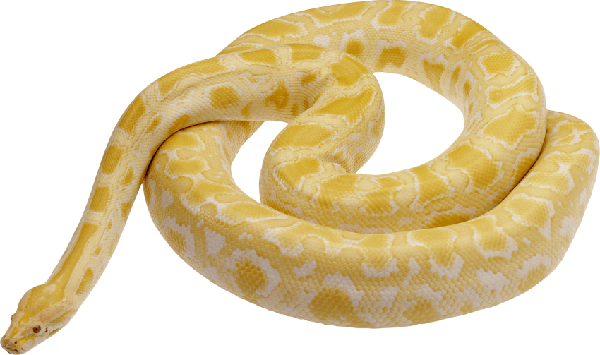 Detail Python Snake Png Nomer 6