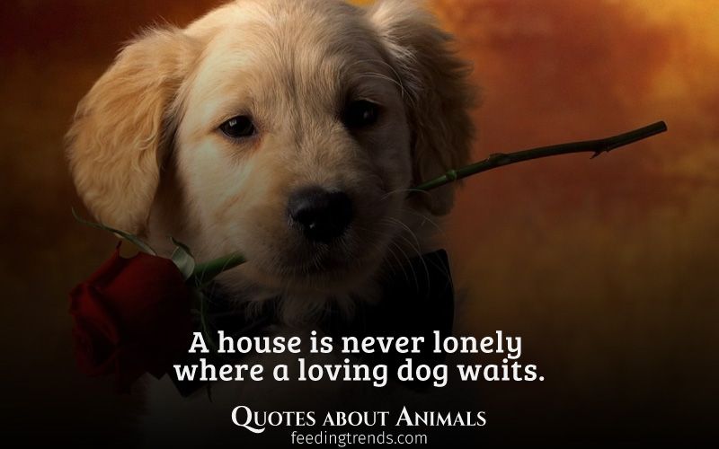 Detail Quotes About Pets Being Family Nomer 22