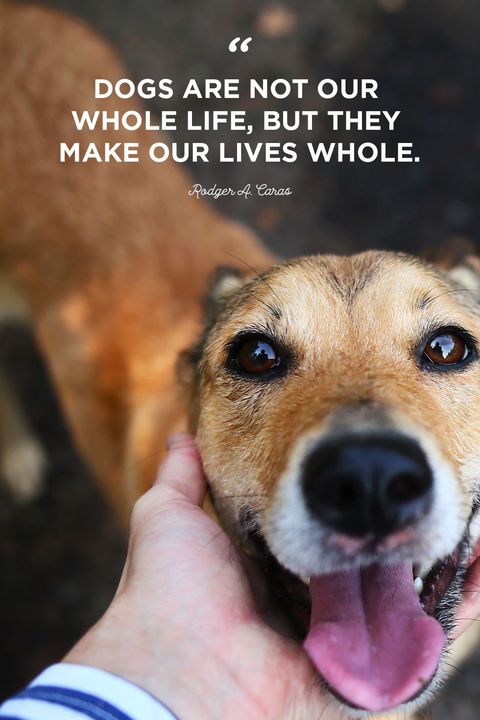 Quotes About Pets Being Family 49 Koleksi Gambar quotes-about-pets-being-family-49-koleksi-gambar