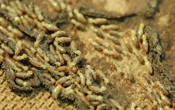 Detail Quotes About Termites Nomer 34