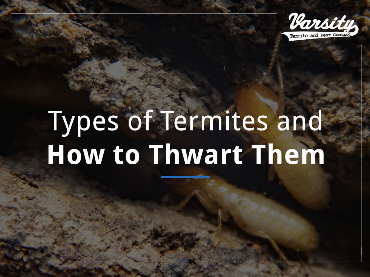 Detail Quotes About Termites Nomer 48