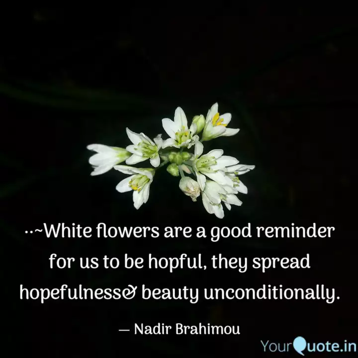 Detail Quotes About White Flowers Nomer 27