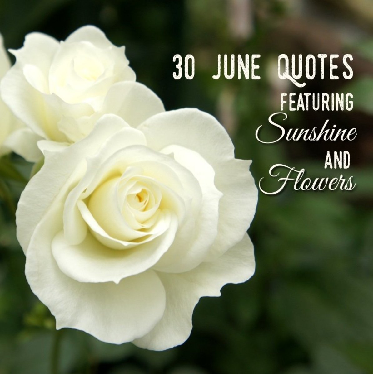 Detail Quotes About White Flowers Nomer 49