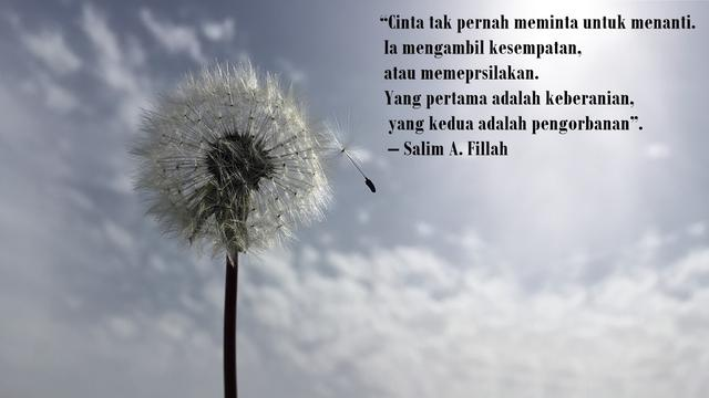 Detail Quotes Bunga Dandelion Nomer 8