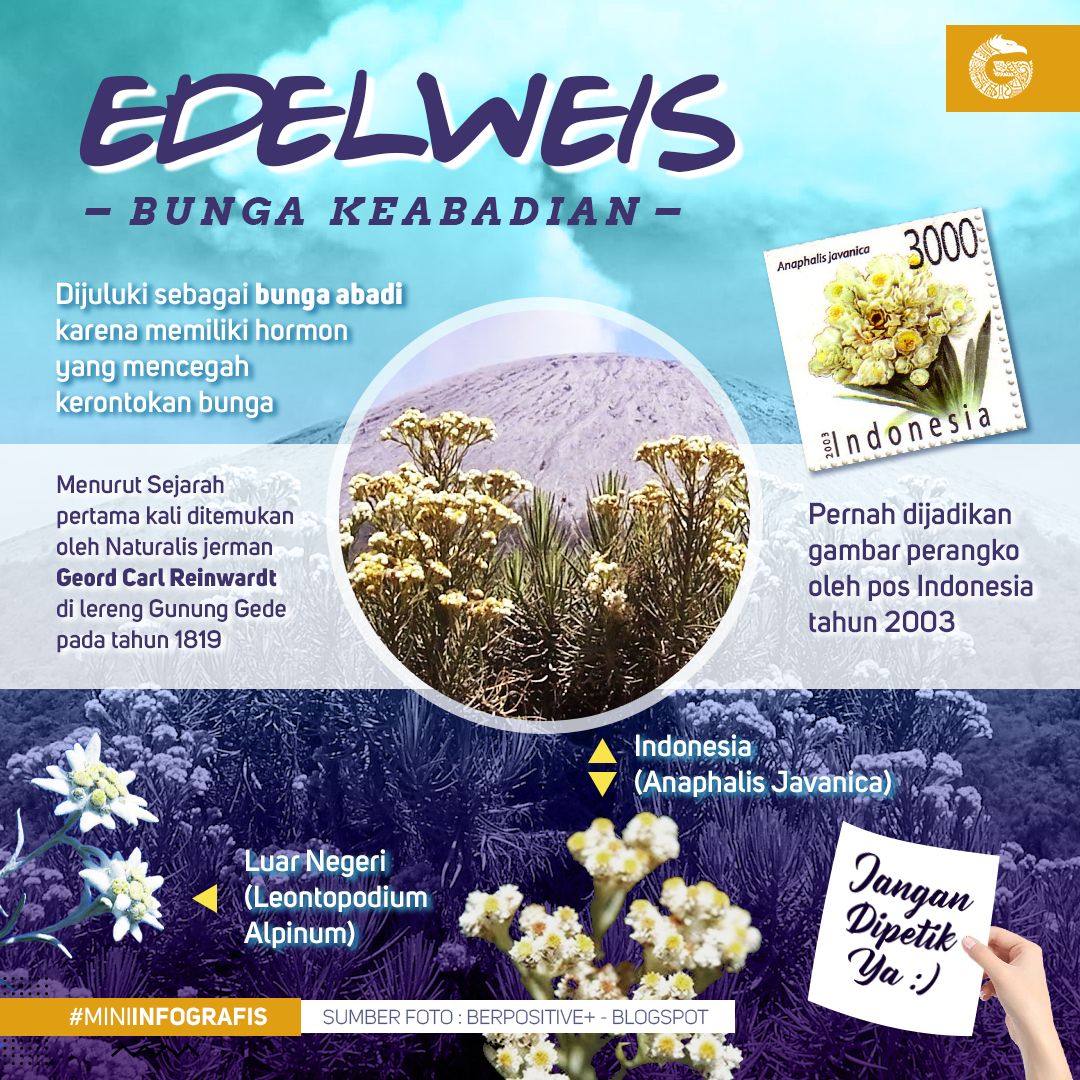 Detail Quotes Bunga Edelweis Nomer 41