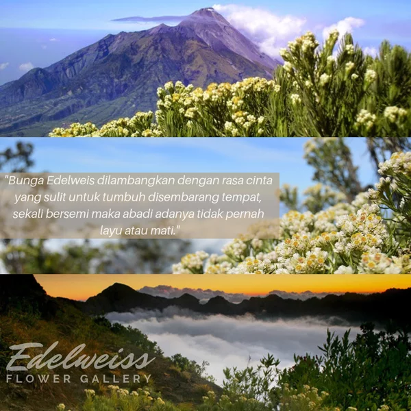 Detail Quotes Cinta Bunga Edelweis Nomer 3