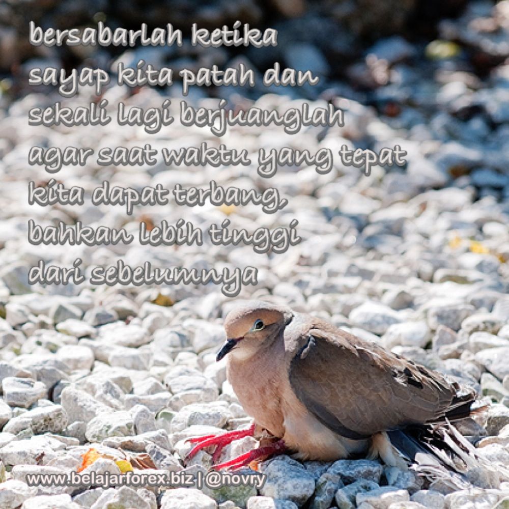 Detail Quotes Merpati Nomer 13