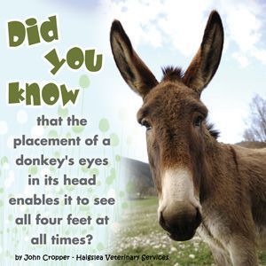 Quotes On Donkey - KibrisPDR