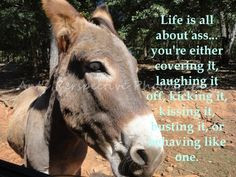 Detail Quotes On Donkey Nomer 16