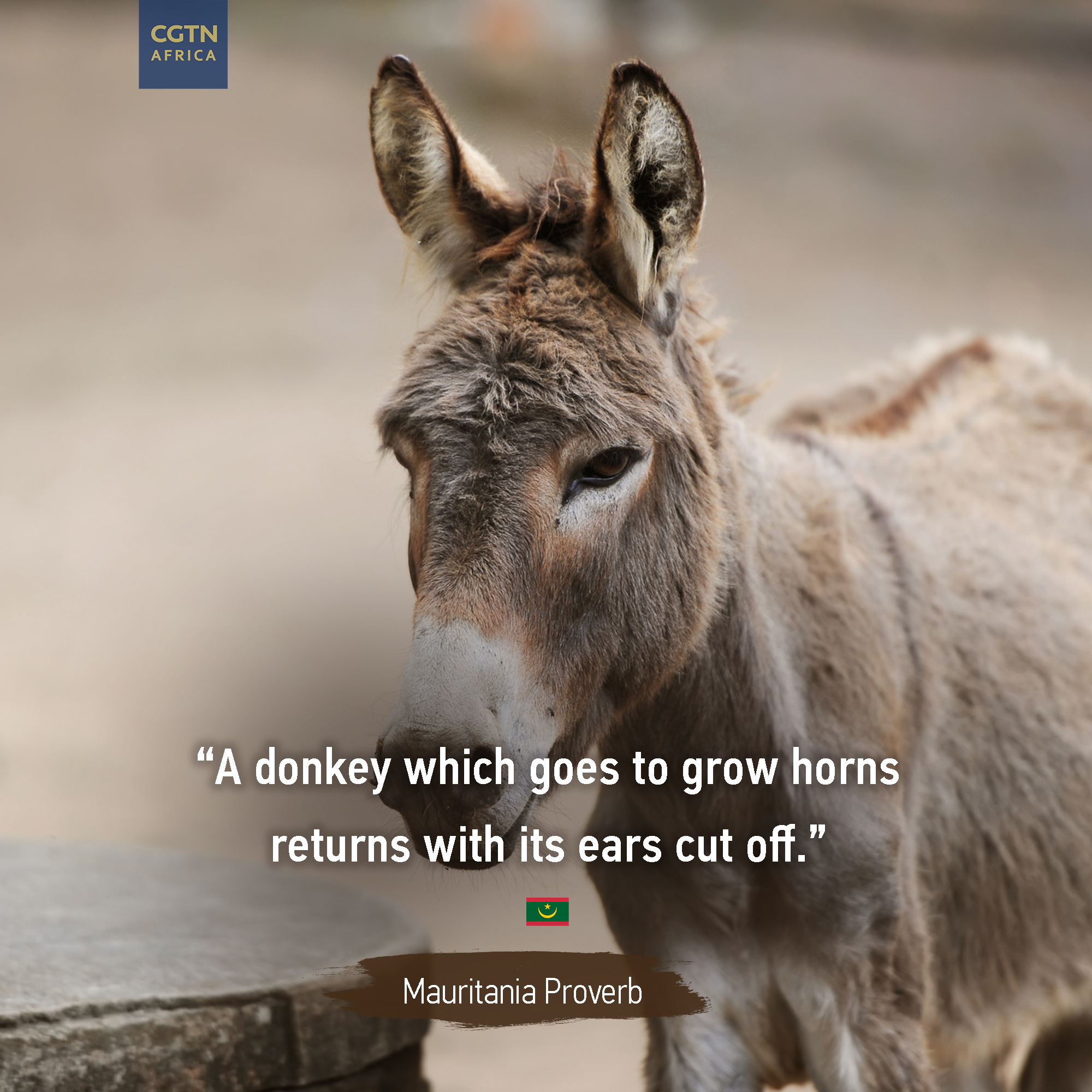 Detail Quotes On Donkey Nomer 36