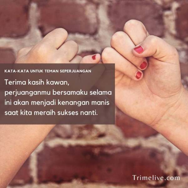 Detail Quotes Teman Seperjuangan Nomer 17