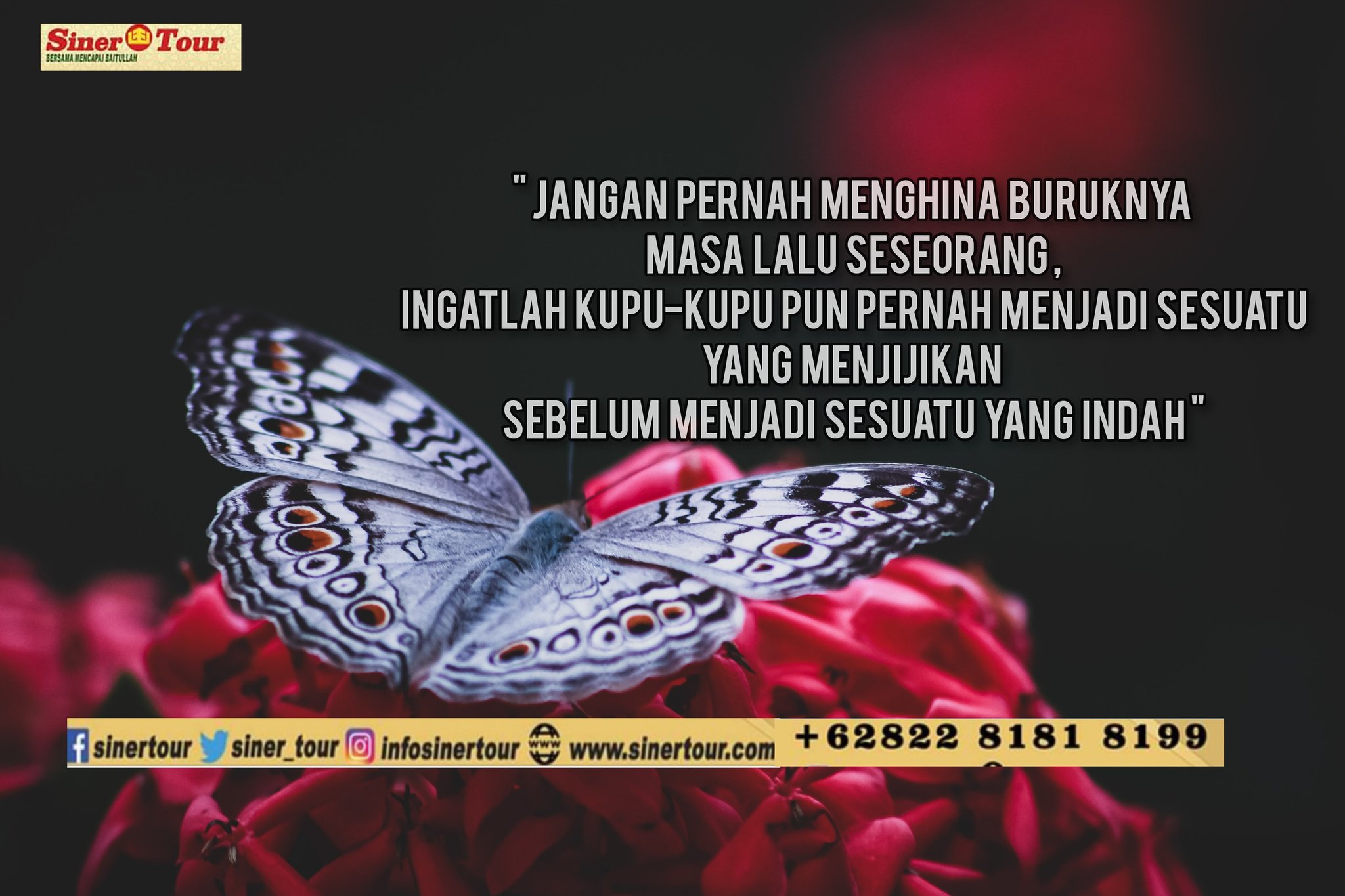 Detail Quotes Tentang Kupu Kupu Nomer 12