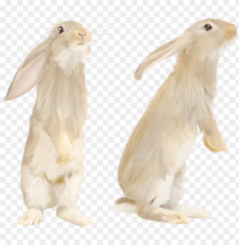 Detail Rabbit Download Nomer 47