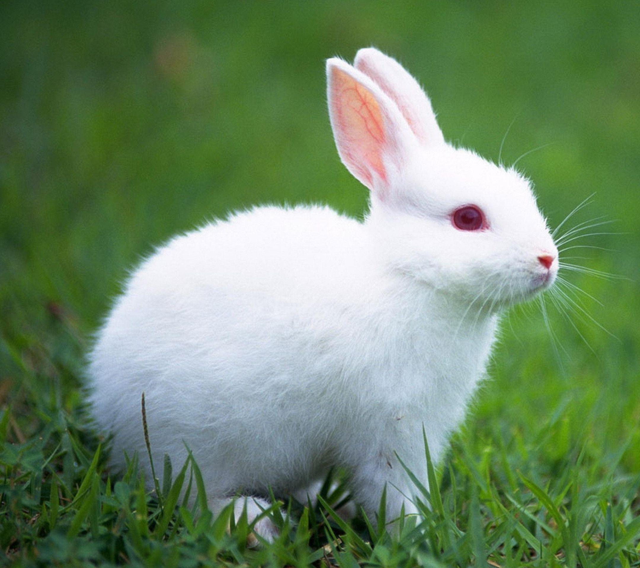 Detail Rabbit Hd Nomer 2