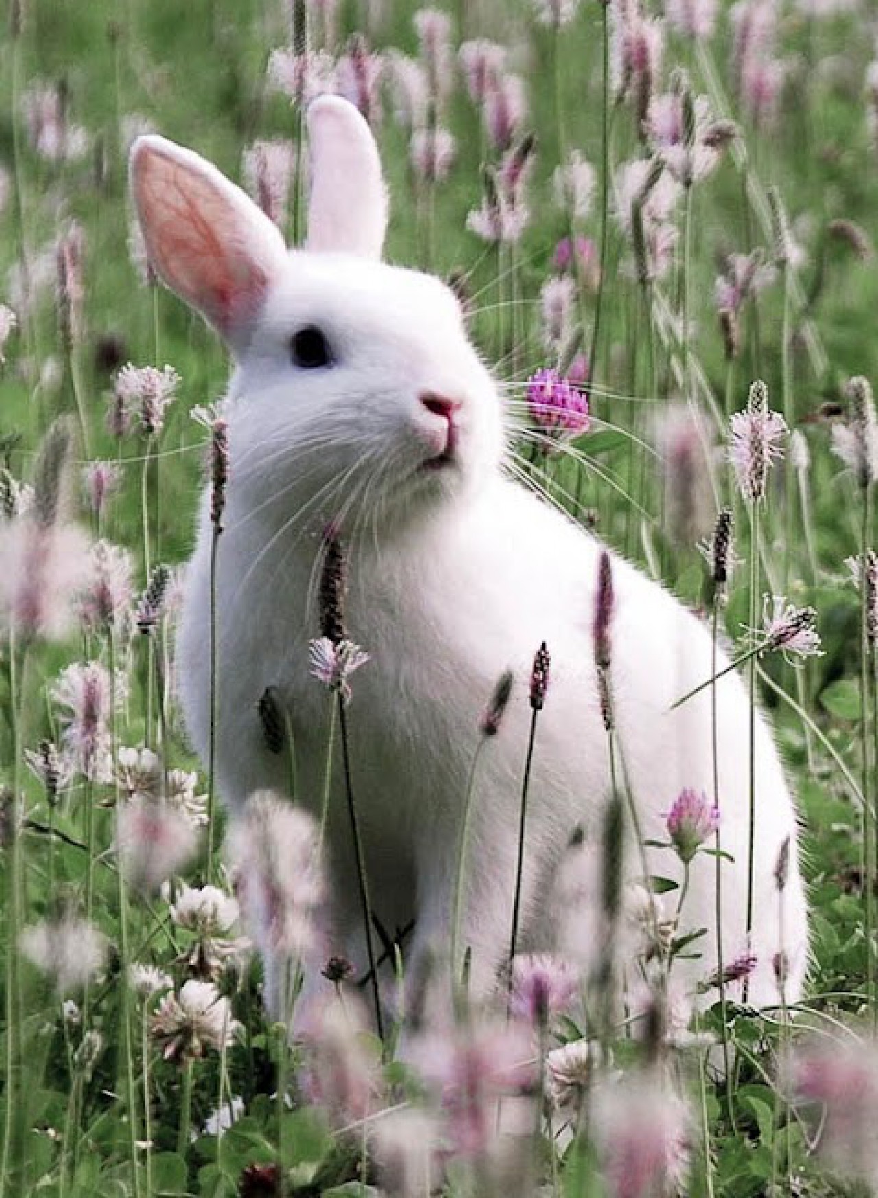Detail Rabbit Hd Nomer 11