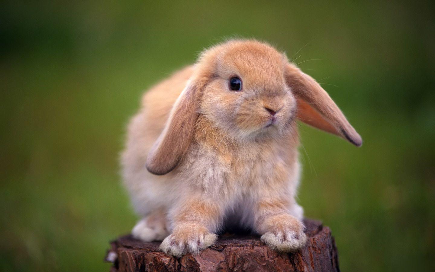Detail Rabbit Hd Nomer 12
