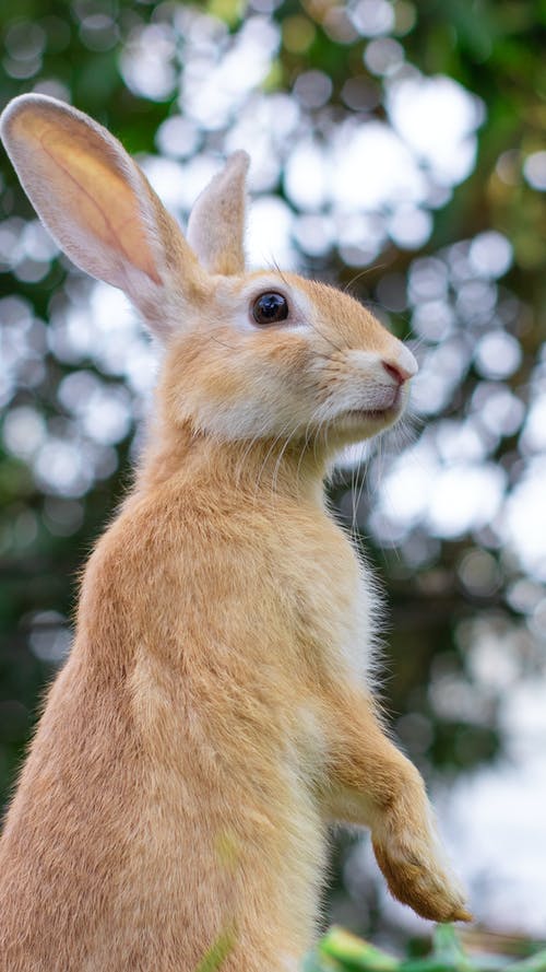 Detail Rabbit Hd Nomer 13