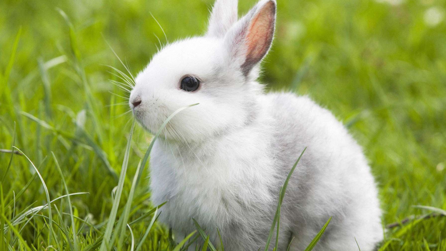 Detail Rabbit Hd Nomer 14