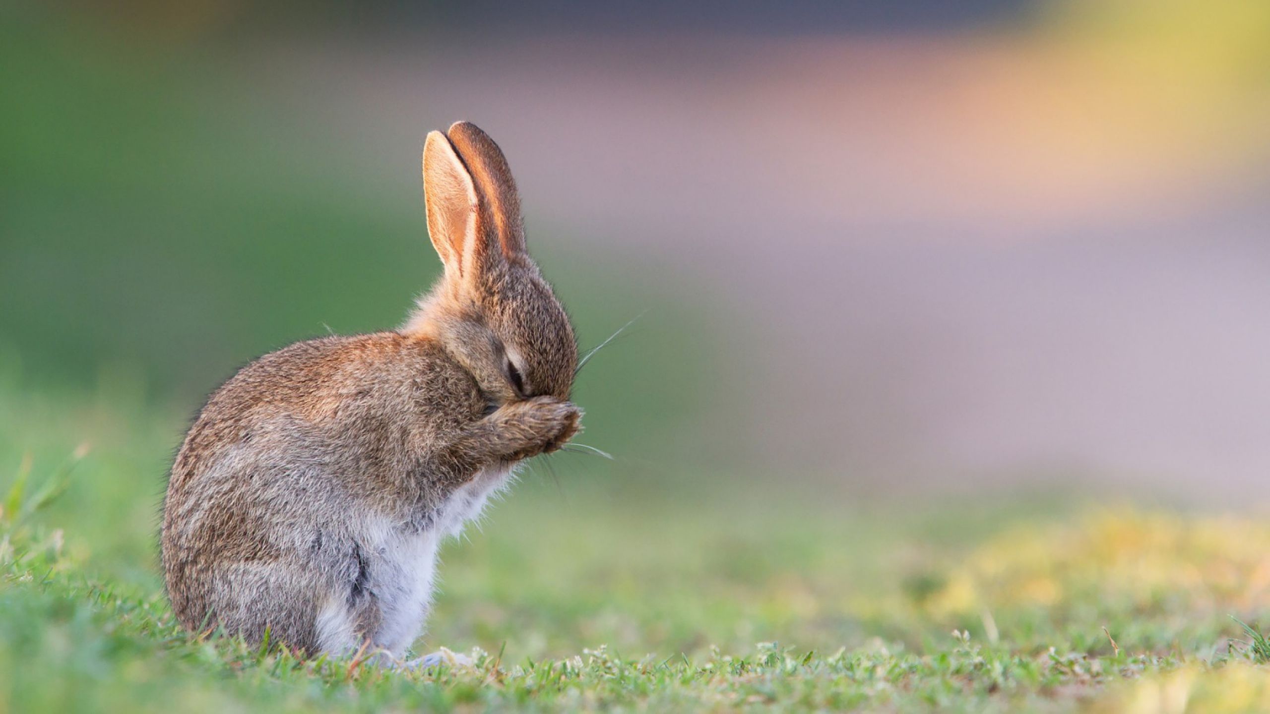 Detail Rabbit Hd Nomer 15
