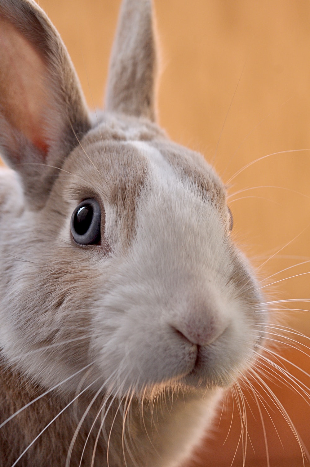 Detail Rabbit Hd Nomer 16