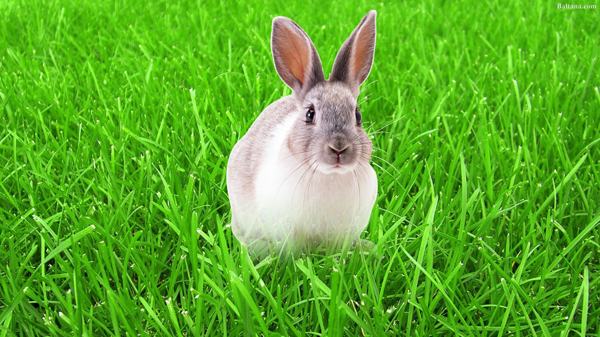Detail Rabbit Hd Nomer 17