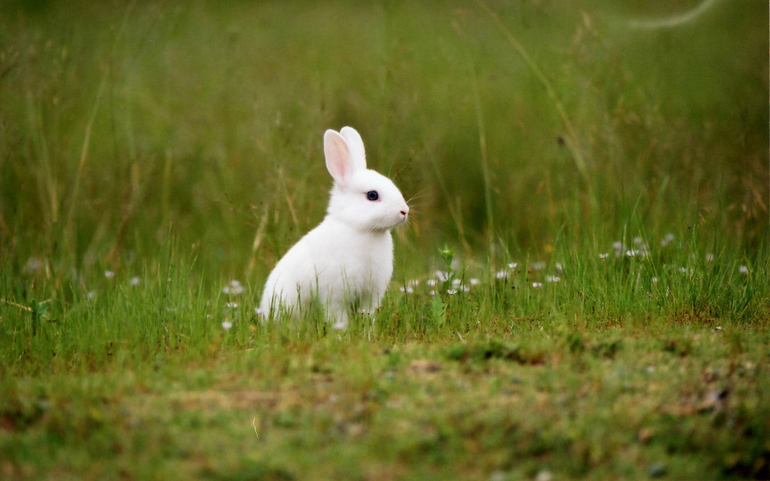Detail Rabbit Hd Nomer 18