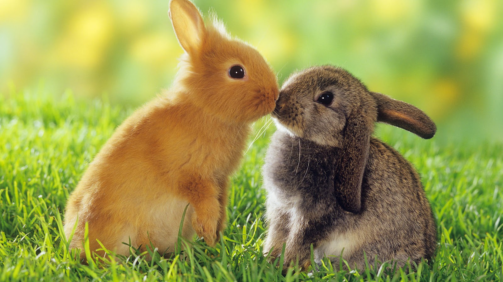Detail Rabbit Hd Nomer 19